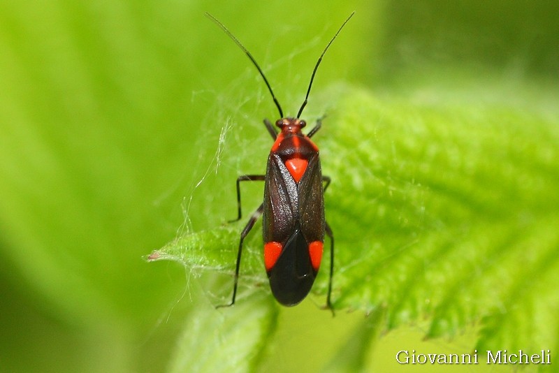 Miridae: Capsodes mat